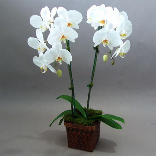 orchid-white-2gift.jpg